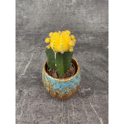 Kaktus Gymnocalycium žlutý