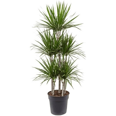 Dracaena marginata Carrousel 6pp 30x150 cm
