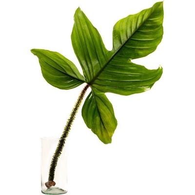 Gardners Philodendron squamiferum - řízek k zakořenění Filodendron