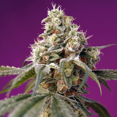 Sweet Seeds Bruce Banner Auto semienka neobsahujú THC 100 ks