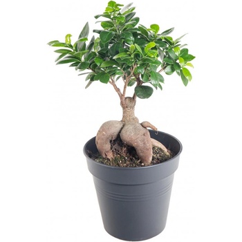 Fíkus, Ficus microcarpa, bonsaj, průměr květináče 16-17 cm