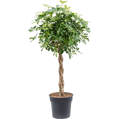 Schefflera gold capella stem braided pots.30x125 cm