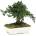 Procumbens bonsai 15 cm