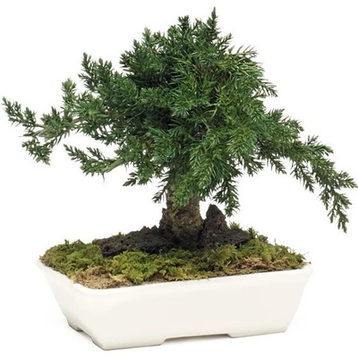 Procumbens bonsai 15 cm