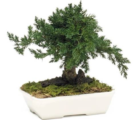 Procumbens bonsai 15 cm