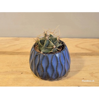 PlanBros flower Ferocactus histrix