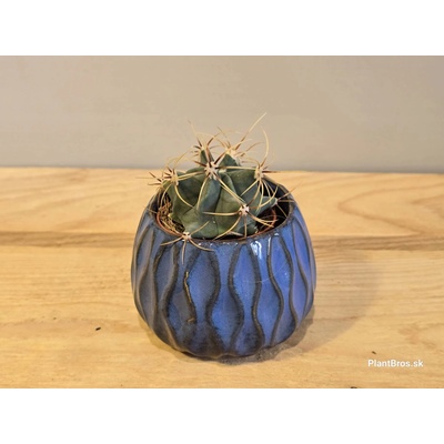 PlanBros flower Ferocactus histrix