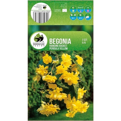 Seklos Бегония Жълта Каскадна Begonia L - 2 бр грудки