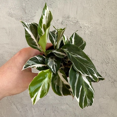 Calathea White Fusion baby