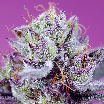 Sweet Seeds Diablos Delight XL Auto semienka neobsahujú THC 25 ks