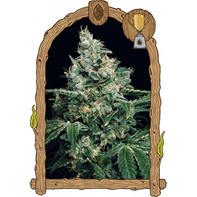 Exotic Seeds Sir Jack semena neobsahují THC 3 ks