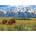 EUROGRAPHICS - Puzzle Grand Teton National Park - 1 000 piese