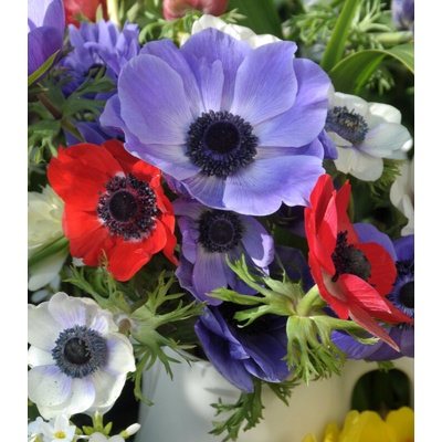 Směs sasanek Anemone mix hlízy sasanek 15 ks