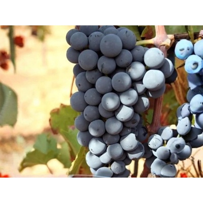 Vinič muštový Regent, kvetináč 2 l