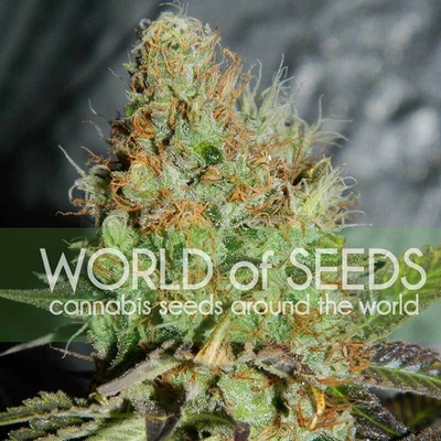 World of Seeds Afghan Kush Special semena neobsahují THC 3 ks