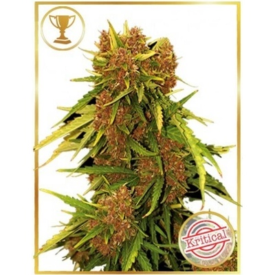 Mr. Hide Seeds Auto Kritical Red semienka neobsahujú THC 100 ks