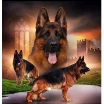 Norimpex - Puzzle Diamant painting: Pack of German Shepherds 30x40cm - 1 - 39 piese