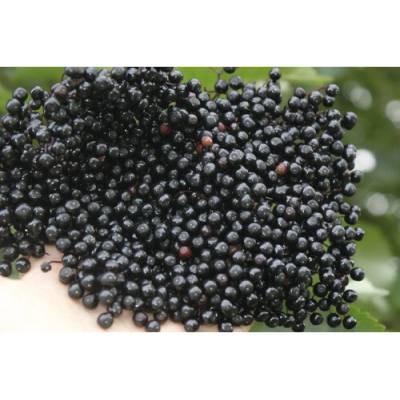 Baza čierna BIO FloraSelf Bio Sambucus nigra 'Haidegg' kvetináč 3 l