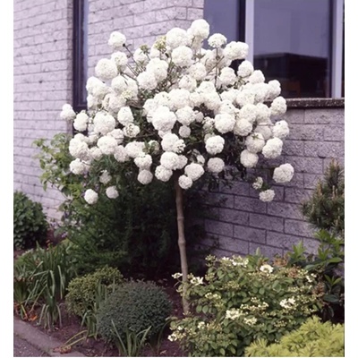Viburnum Eskimo km.100cm C10L
