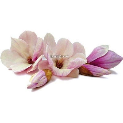 Magnolie 1 deska 100x50