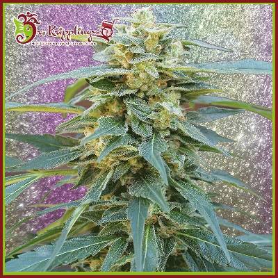 Dr. Krippling Seeds D.K. Won semena neobsahují THC 1 ks
