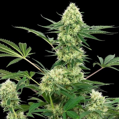 White Label Wedding Cheesecake semena neobsahují THC 3 ks