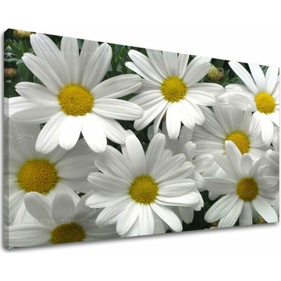 Obraz na stenu KVETY - 20x30
