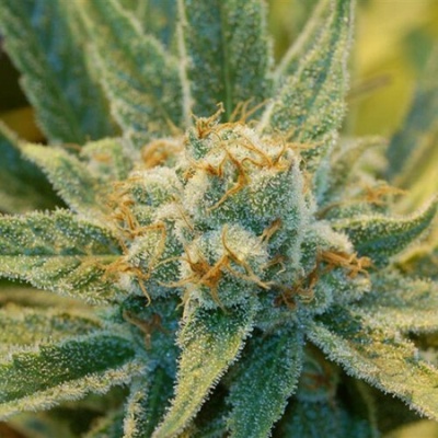 Mr. Nice Super Silver Haze regular semienka neobsahujú THC 15 ks