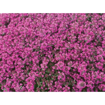 Materina dúška včasná 'Red Carpet', kvetináč 9 cm