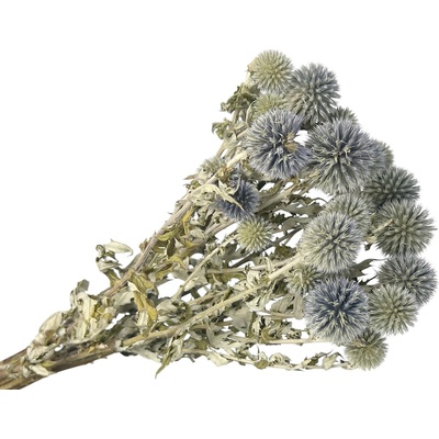 Sušené bodliaky Echinops ježibaba 100g - prírodné
