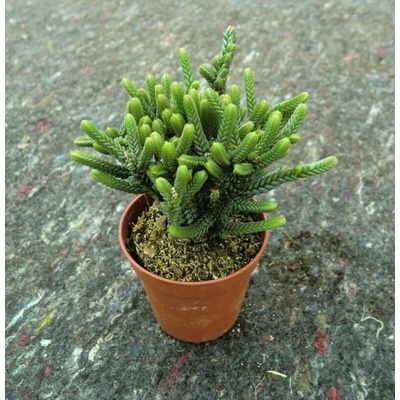 Crassula lycopodioides