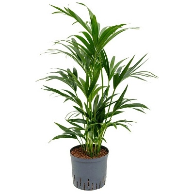 Kentia (Howea) forsteriana 7pp 22/19 v 80 cm