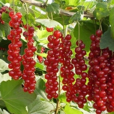 Rybíz červený, Ribes rubrum Rovada, velikost kontejneru 1.6 l