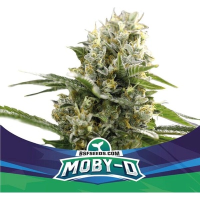 BSF Seeds Moby-D XXL Auto semienka neobsahujú THC 100 ks