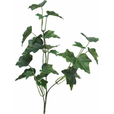 Břečťan Chicago zelený 3 výhony délka 55 cm