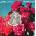 Circa Waves: Death & Love CD