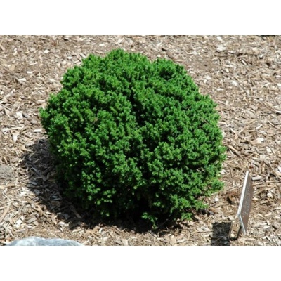 Kryptoméria japonská Vilmoriniana, výška 20-30 cm, kvetináč 19 cm