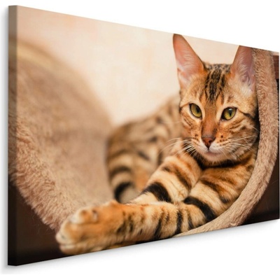 MyBestHome BOX Plátno Bengálská Kočka Varianta: 30x20