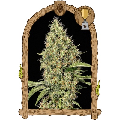 Exotic Seeds Gypsy Widow semena neobsahují THC 5 ks
