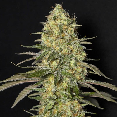 EVA Seeds Black Dream semienka neobsahujú THC 3 ks