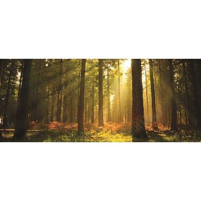 Donga Fototapeta Východ slnka v lese rozmery 104x250 cm
