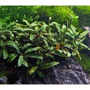Bucephalandra Green wavy