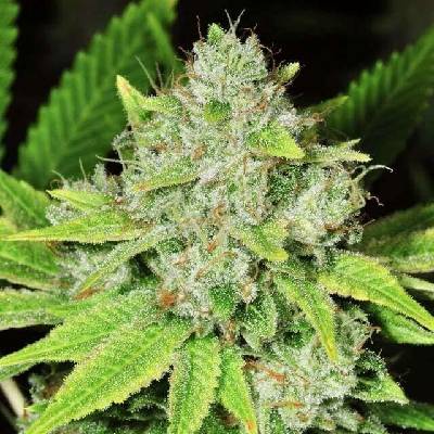 Nirvana Original Glue regular semena neobsahují THC 10 ks