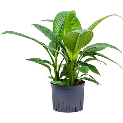 Spathiphyllum sensation 3pp 25/19 v.65 cm