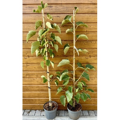 Lipa henryho (Tilia henryana) veľkosť 90-140cm