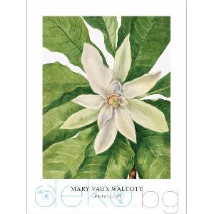  Принт Umbrella Tree, Мери Во Уолкът - репродукция (Print1021)