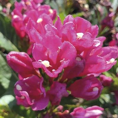 Vajgely FloraSelf Weigela florida 'Big Love' 40-50 cm kvetináč 6 l