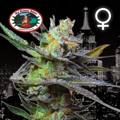 Big Buddha Seeds King Kong semienka neobsahujú THC 5 ks