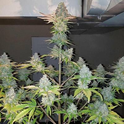 Monkey Genetics Gorilla Zkittlez Auto semena neobsahují THC 3 ks