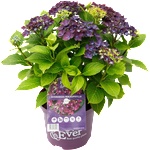 Forever & Ever® Macrophylla Purple Forever & Ever®